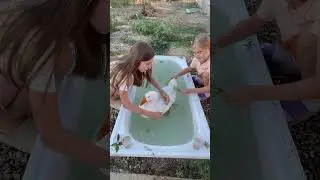 Гусики в СПА😀#ручнойгусь#гусьобнимусь#жизньгусей#Адыгея#Краснодар#goose#funny