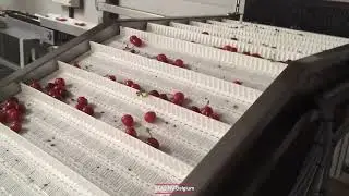 Cherry splitter