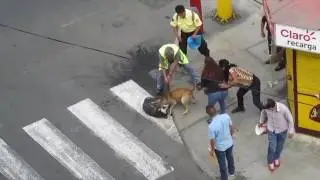 Питбуль вцепился в другую сабаку