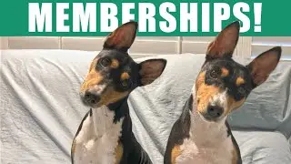 Basenji Adventures Memberships! 🎉