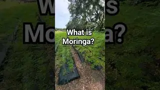 What is Moringa? 