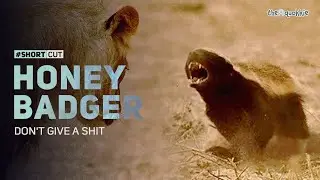 Honey Badger | Don't Give a Sh*t #ShortCut