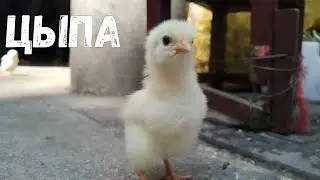 #27 Китай на бегу