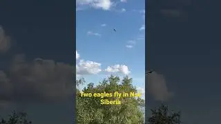 2 eagles