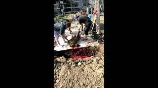 этот видео взорвал интернет!!!Режем барана