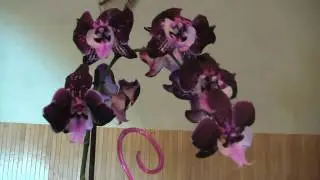 Transplantation of Big Lip orchid ︸ excellent roots