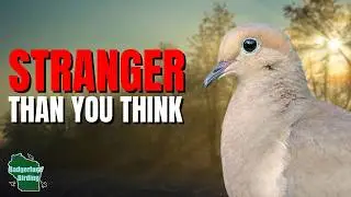 5 Things You Didn't Know About Mourning Doves!