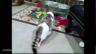 Самое прикольное видео Кот запугал бульдога.