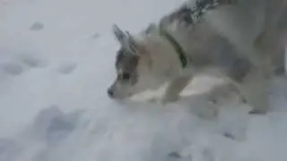 Снежный плен. Первая прогулка.