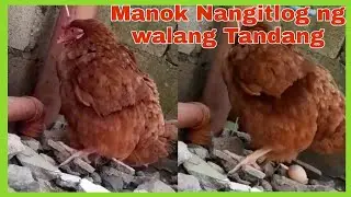Pangingitlog ng Manok kahit walang Tandang