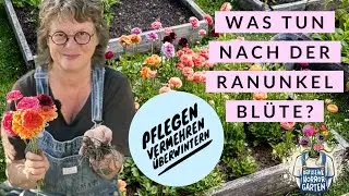 Top-Tipps für Ranunkeln: Pflege und Vermehrung I der kleine Horrorgarten