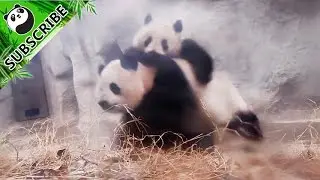 Naughty panda baby is driving his mum crazy.