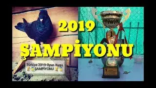 2019 TURKEY PIGEONS CHAMPION HASAN HÜSEYİN ÜNAL