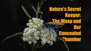 The Wasp and Her Concealed Chamber: Nature's Secret Keeper #spider #nature #halloween
