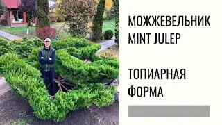 Большой можжевельник Минт Джулеп / Mint Julep. Топиарная форма.