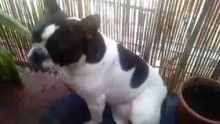 DOGS. PERROS INVESTIGANDO EL BALCÓN, BULLDOG Y DOS MESTIZOS