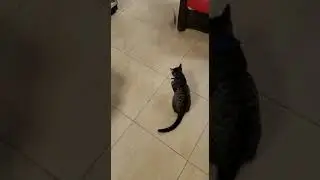 Gatos fazendo graça