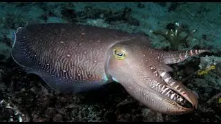 Facts: The Cuttlefish