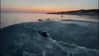 Дельфины чёрного моря 05.08.2021