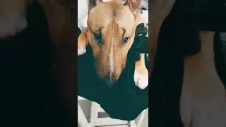 йога по бультерьерски 🤣🤣🤣
