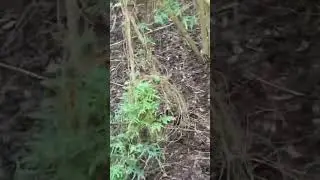 "I'm cooked I'M FUCKED I'm cooked" lol