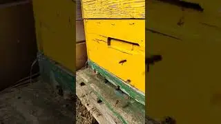 Первая обножка
