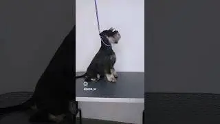 #груминг