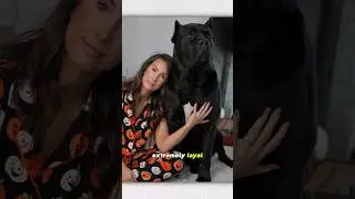 Cane Corso Adult Behavior What To Expect 