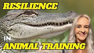 An Exploration Of Resilience In Animal Training