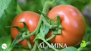 Alamina F1 / AGRO EXPORT GROUP