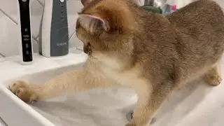 Кошка СОНЯ МОЕТ раковину