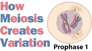 Understand How Meiosis Creates Genetic Variation!