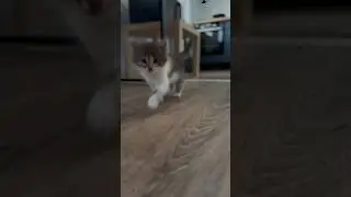Как мы дуреем с котом 😂😂😂#котикиfunny cat videos