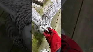 Сова выбрала себе имя! 😺 Опасные игры 😼