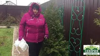 Укрытие Азалии