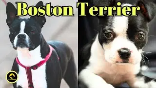 "The Ultimate Guide to Boston Terrier: Everything You Need to Know!"