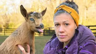 Please Don't Get a Goat