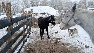 бесплатный забор