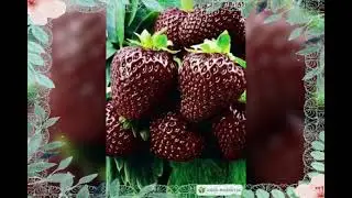 27 червня 2022 р.