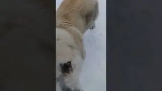 Помощник