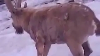 Тоо текени(кийик) тирүү кармашты)))