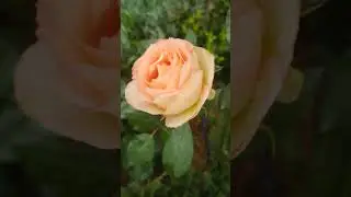 Роза Jalitah и кипарисовик Teddy Bear 