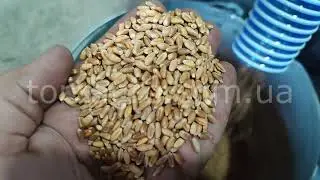 Лабораторный вибропневмостол ВПСЗ-0,3. Продукт испытания: пшеница.