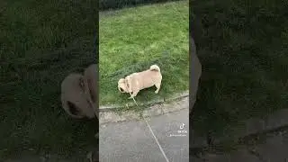 Why We Love Pugs #pug Charlie #shorts