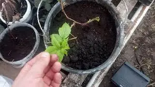 Выращивание малины Энросадира из маточного корня. И многое другое