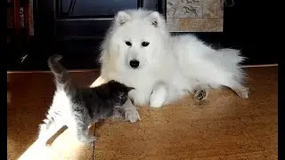 Шпиц боится котят мейн-кун