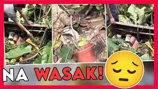 Andaming nasirang plants! | Propagated  P. Atabapoense, P. Mamei etc.