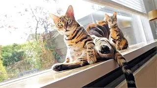 Infinity Feels So Contented and Happy - Sunny Days make Happy Kitties