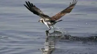 Osprey Fishing