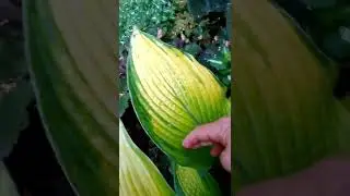 Хоста Парадиз Пауэр